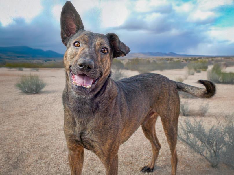 LARS, an adoptable Mixed Breed in Santa Fe, NM, 87507 | Photo Image 1
