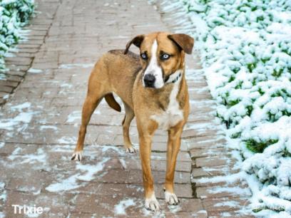 TRIXIE, an adoptable Mixed Breed in Santa Fe, NM, 87507 | Photo Image 1