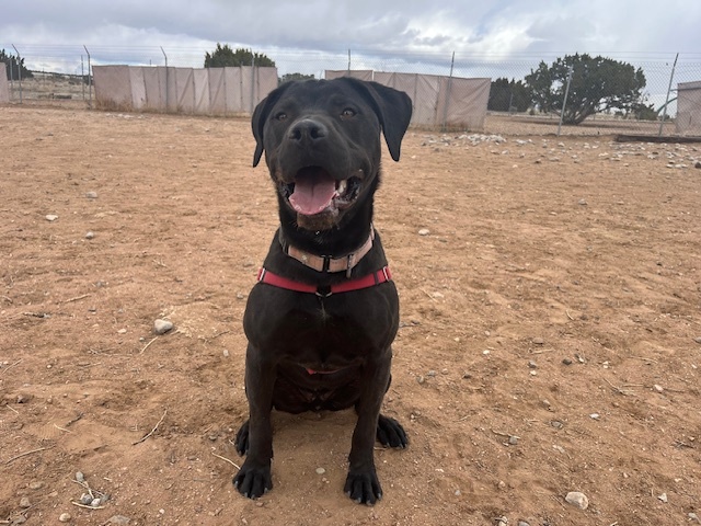 WOODY, an adoptable Mixed Breed in Santa Fe, NM, 87507 | Photo Image 1
