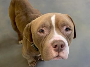 TIC TAC, Adult Male Pit Bull Terrier