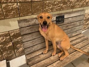 TAZ, Adult Male Black Mouth Cur