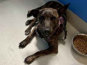 PUP PUP, Adult Male Pit Bull Terrier