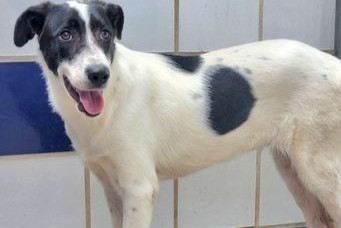 YUKI