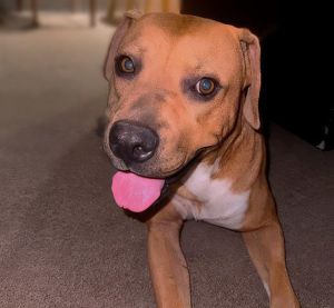 DEEJAY*, Young Male Boxer