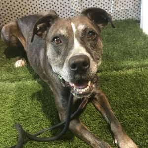 ASTRID*, Adult Female Pit Bull Terrier