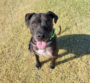 HEMMY*, Adult Female Pit Bull Terrier