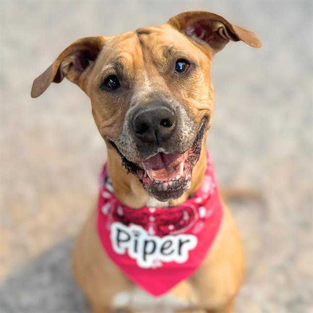 PIPER