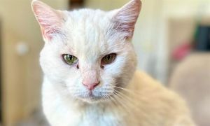 COLBEY, Senior Male Domestic Short Hair