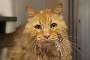 GARFIELD, Senior Male Domestic Medium Hair
