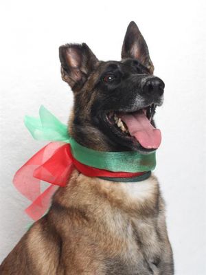 Meet Valentine A Diamond in the Rough Ready to Shine After fostering Valentine for the past two m