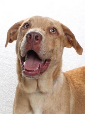At long last Lana and Lincoln are finally available for adoption These two siblings are almost a y