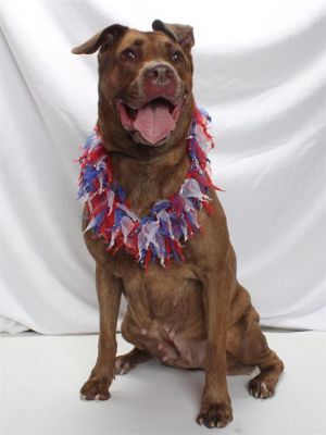 Bertha would do best as the only animal in the household no other animals is a must Bertha LOVES t