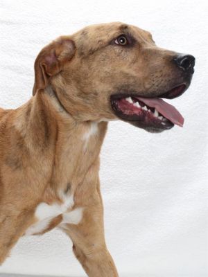 At long last Lana and Lincoln are finally available for adoption These two siblings are almost a y