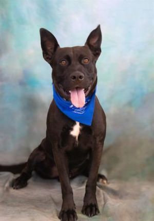 BOO, Adult Male Labrador Retriever