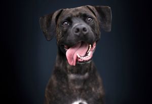 Cooper is a fun-loving active fellow who is lucky to be staying at a foster home This guy is a