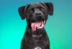 Cooper is a fun-loving active fellow who is lucky to be staying at a foster home This guy is a