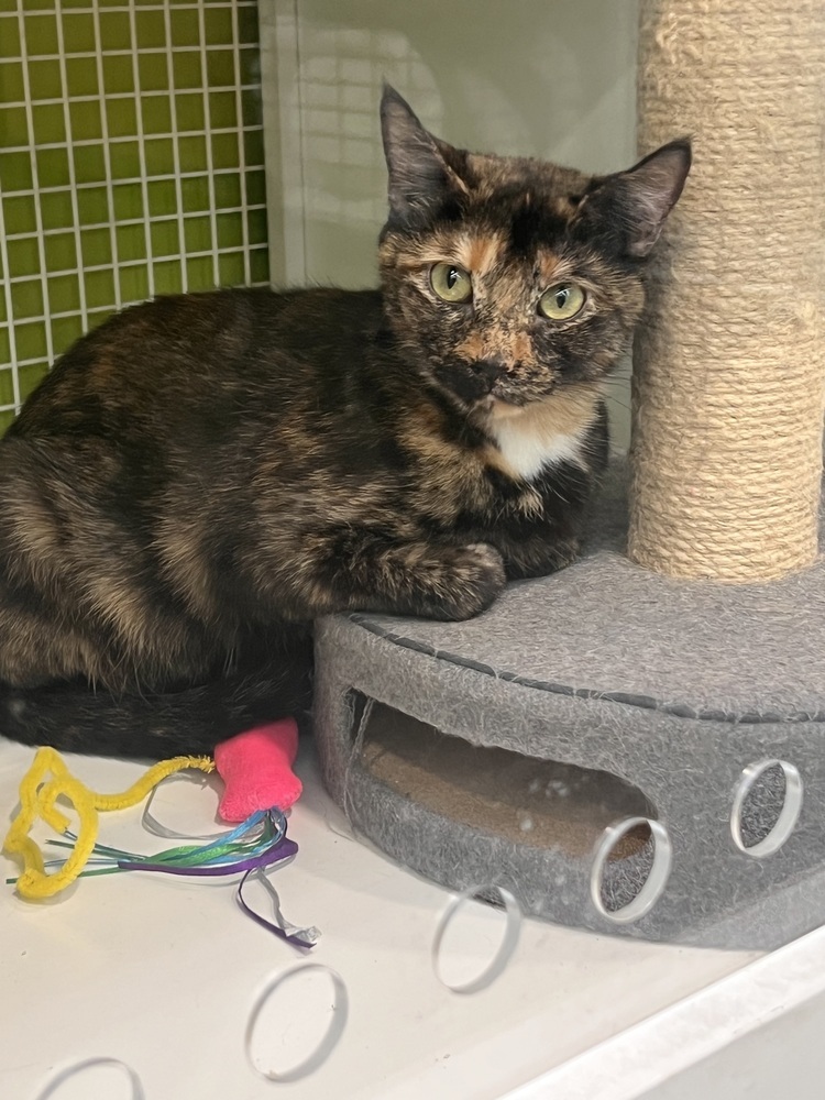 Pending adoption Momma Opal (Gemstone Litter)