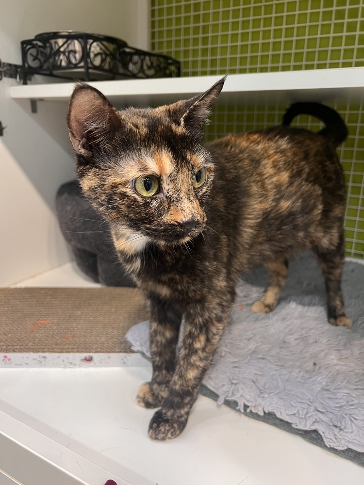 Pending adoption Momma Opal (Gemstone Litter)