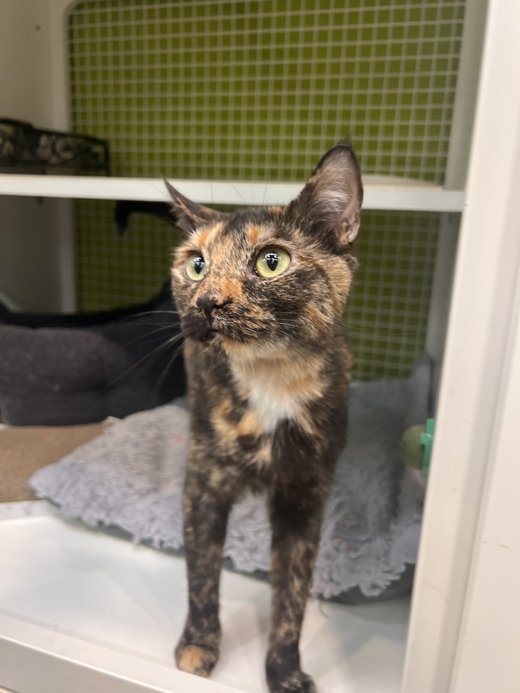 Pending adoption Momma Opal (Gemstone Litter)