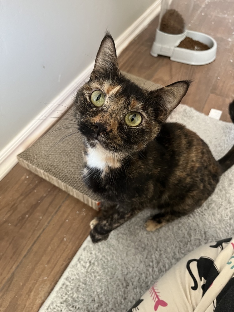 Pending adoption Momma Opal (Gemstone Litter)