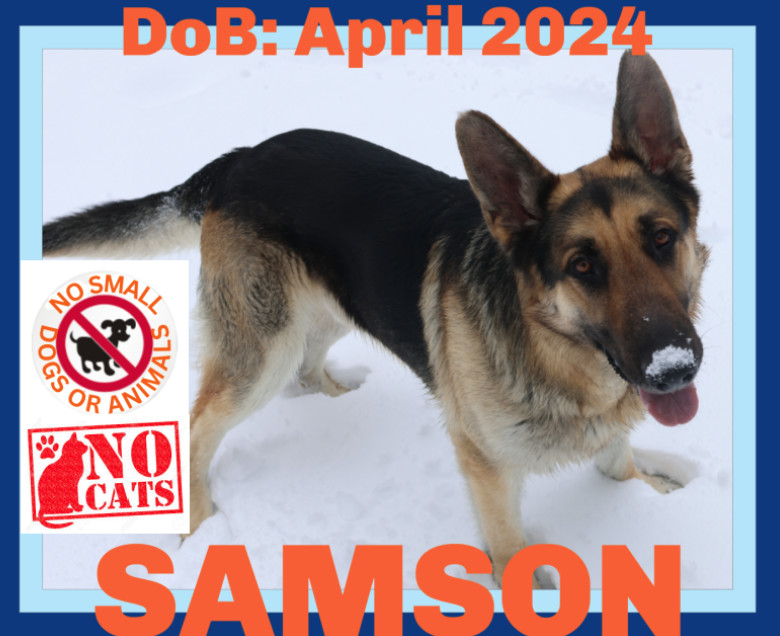 SAMSON, an adoptable German Shepherd Dog in Sebec, ME, 04481 | Photo Image 1