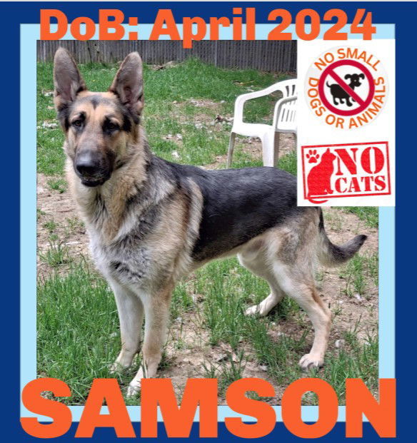 SAMSON - $250, an adoptable German Shepherd Dog in Sebec, ME, 04481 | Photo Image 1