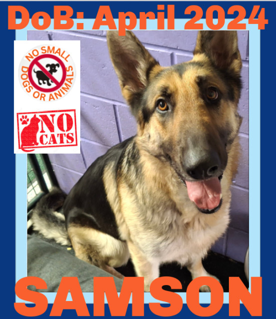 SAMSON, an adoptable German Shepherd Dog in Sebec, ME, 04481 | Photo Image 2
