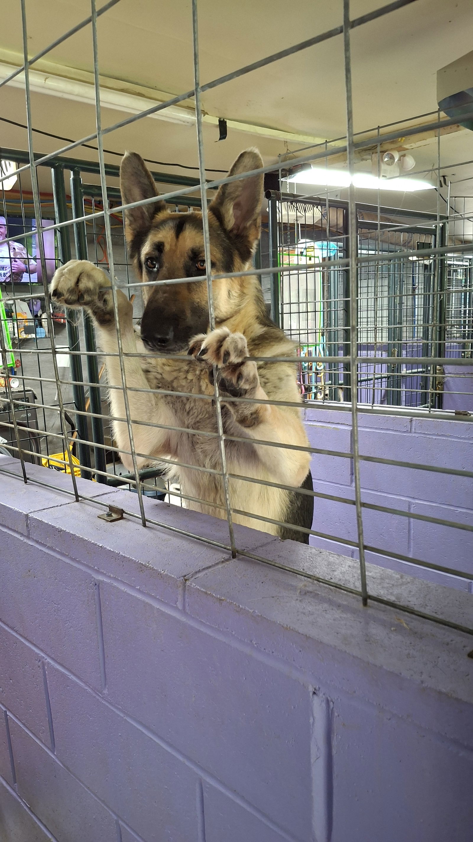 SAMSON - $250, an adoptable German Shepherd Dog in Sebec, ME, 04481 | Photo Image 2