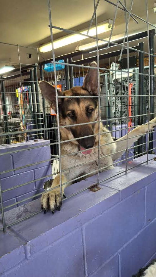 SAMSON, an adoptable German Shepherd Dog in Sebec, ME, 04481 | Photo Image 3