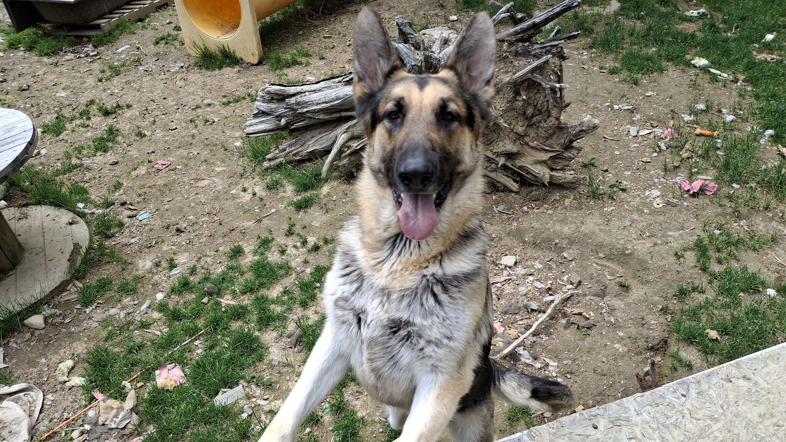 SAMSON - $250, an adoptable German Shepherd Dog in Sebec, ME, 04481 | Photo Image 3
