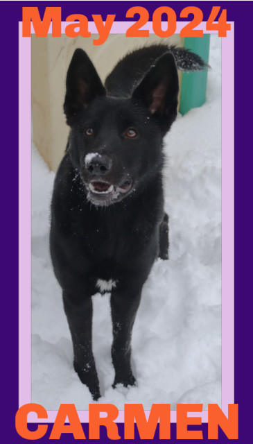 Pet Image