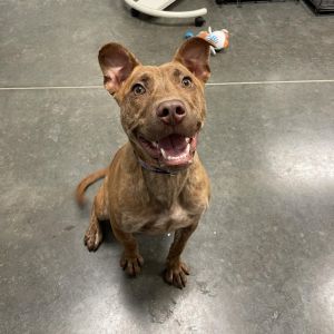 Lyles, Young Male Boxer