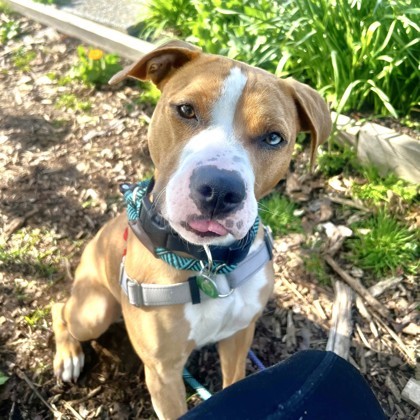 Renly