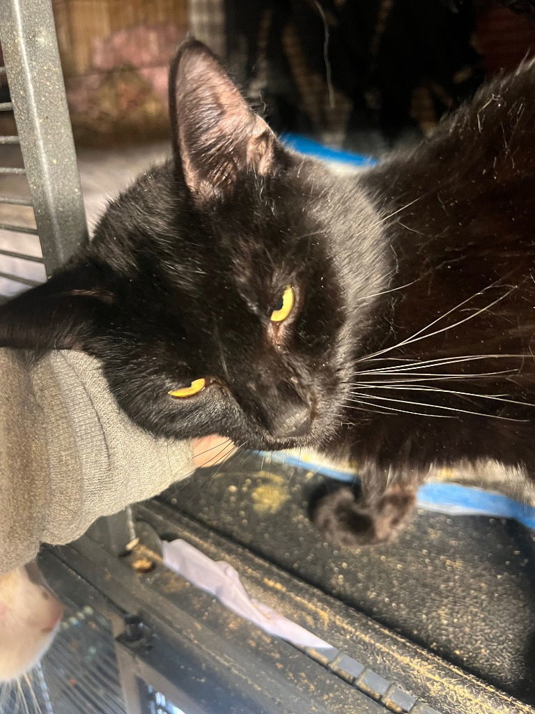 Gizmo
