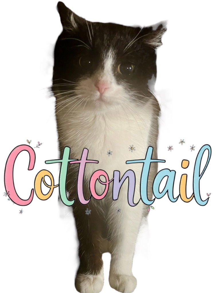 Cottontail