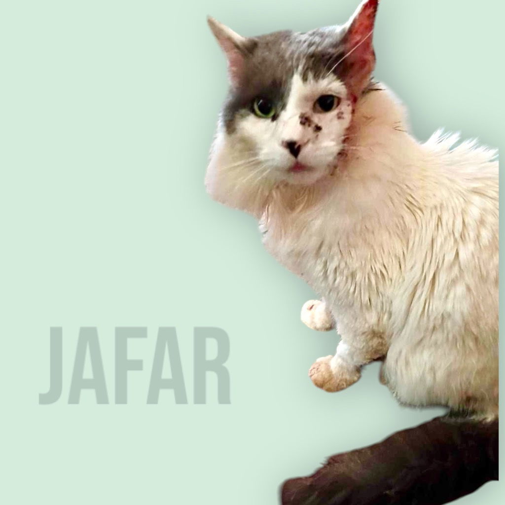 Jafar