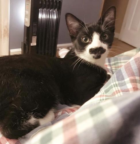 Sylvester, an adoptable Domestic Short Hair in St. Johnsbury, VT, 05819 | Photo Image 1