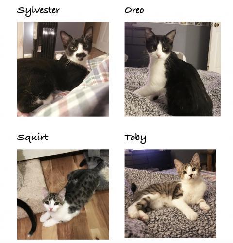 Sylvester, an adoptable Domestic Short Hair in St. Johnsbury, VT, 05819 | Photo Image 3