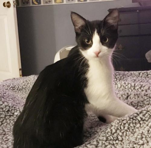Oreo, an adoptable Domestic Short Hair in St. Johnsbury, VT, 05819 | Photo Image 1