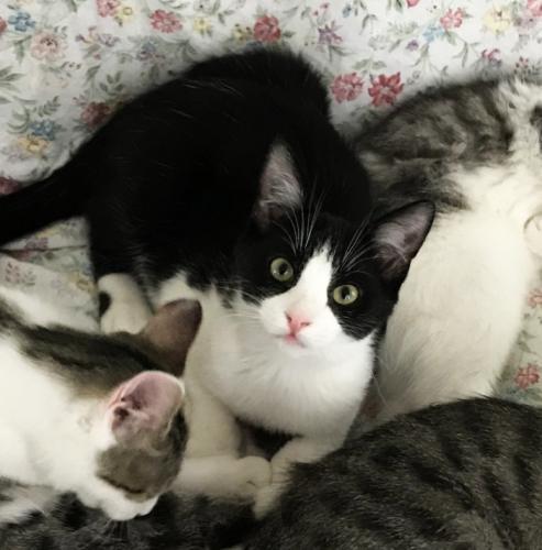 Oreo, an adoptable Domestic Short Hair in St. Johnsbury, VT, 05819 | Photo Image 2