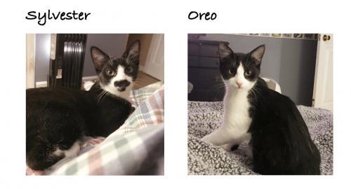 Oreo, an adoptable Domestic Short Hair in St. Johnsbury, VT, 05819 | Photo Image 3
