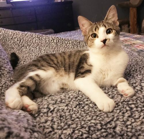 Toby, an adoptable Domestic Short Hair in St. Johnsbury, VT, 05819 | Photo Image 1
