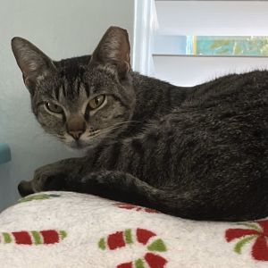 Pickle Domestic Short Hair Cat