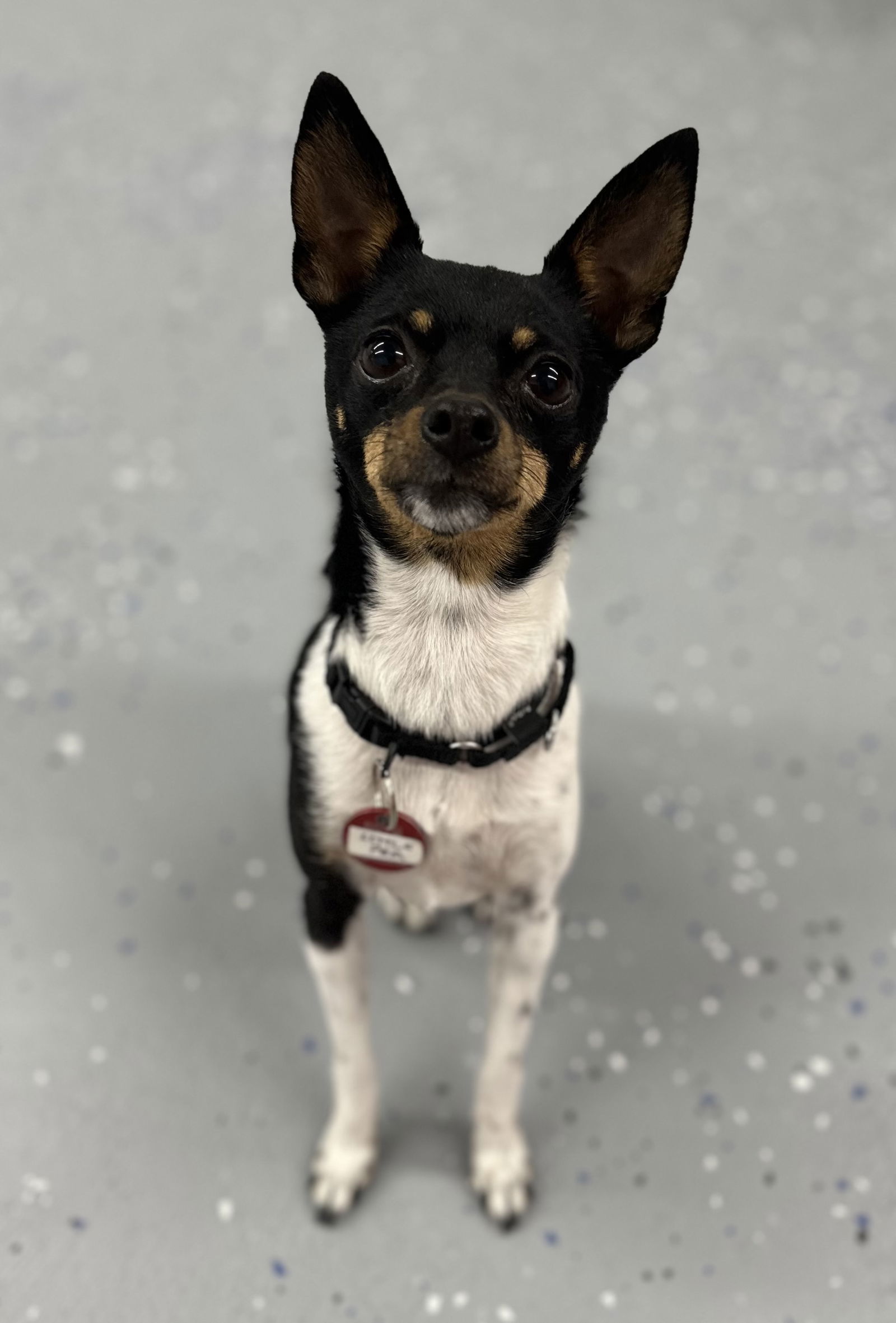 Little Pea *LOCAL* MEET ME!