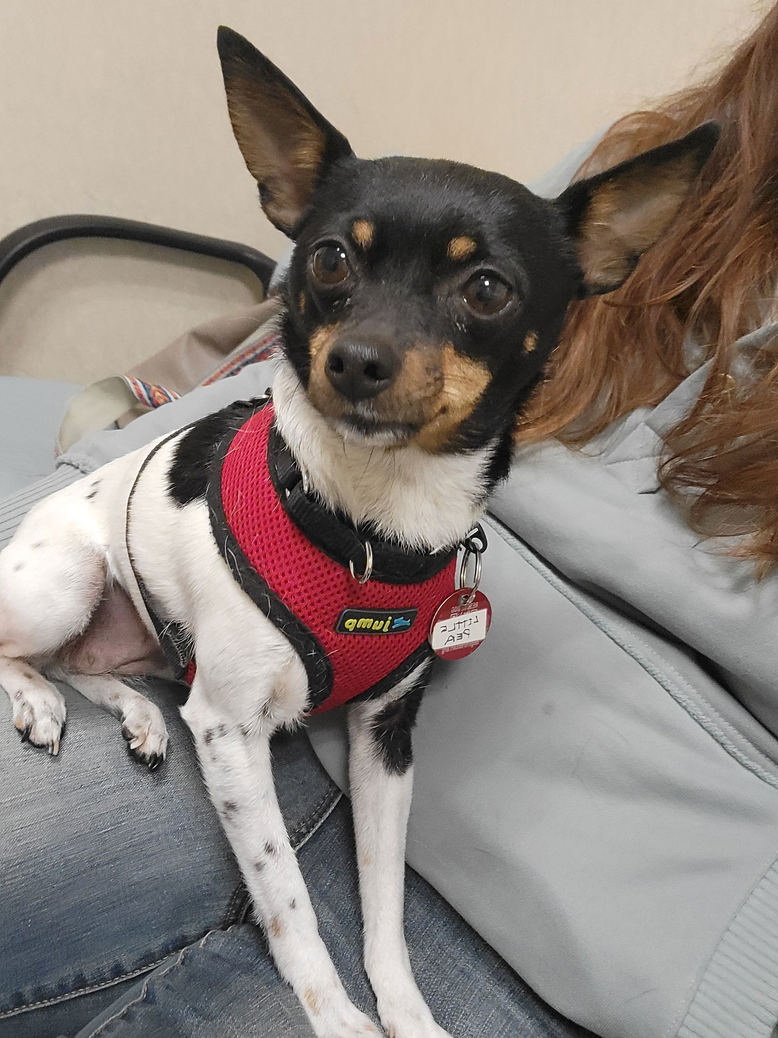 Little Pea *LOCAL* MEET ME!