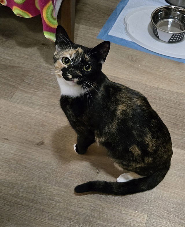 Hazel