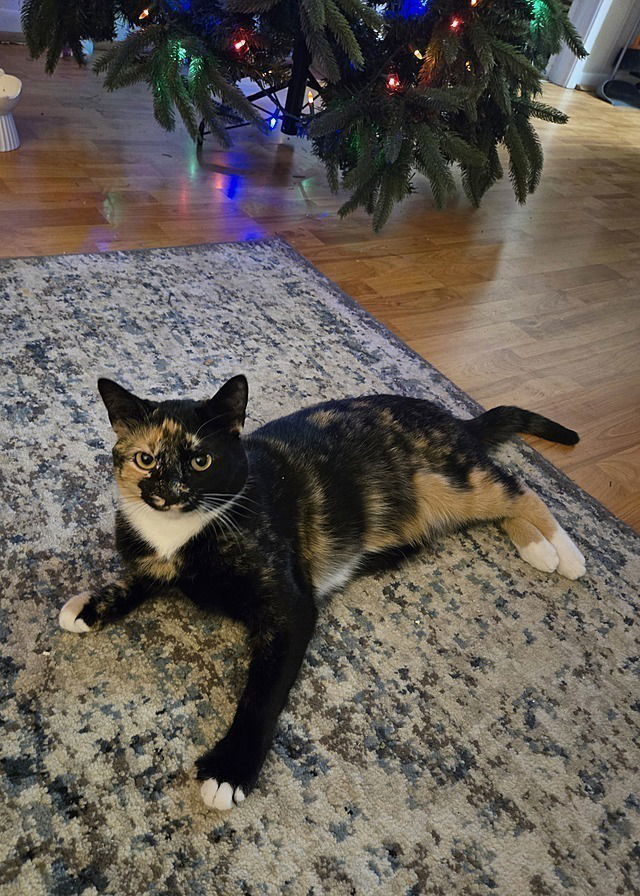 Hazel
