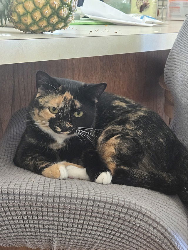 Hazel