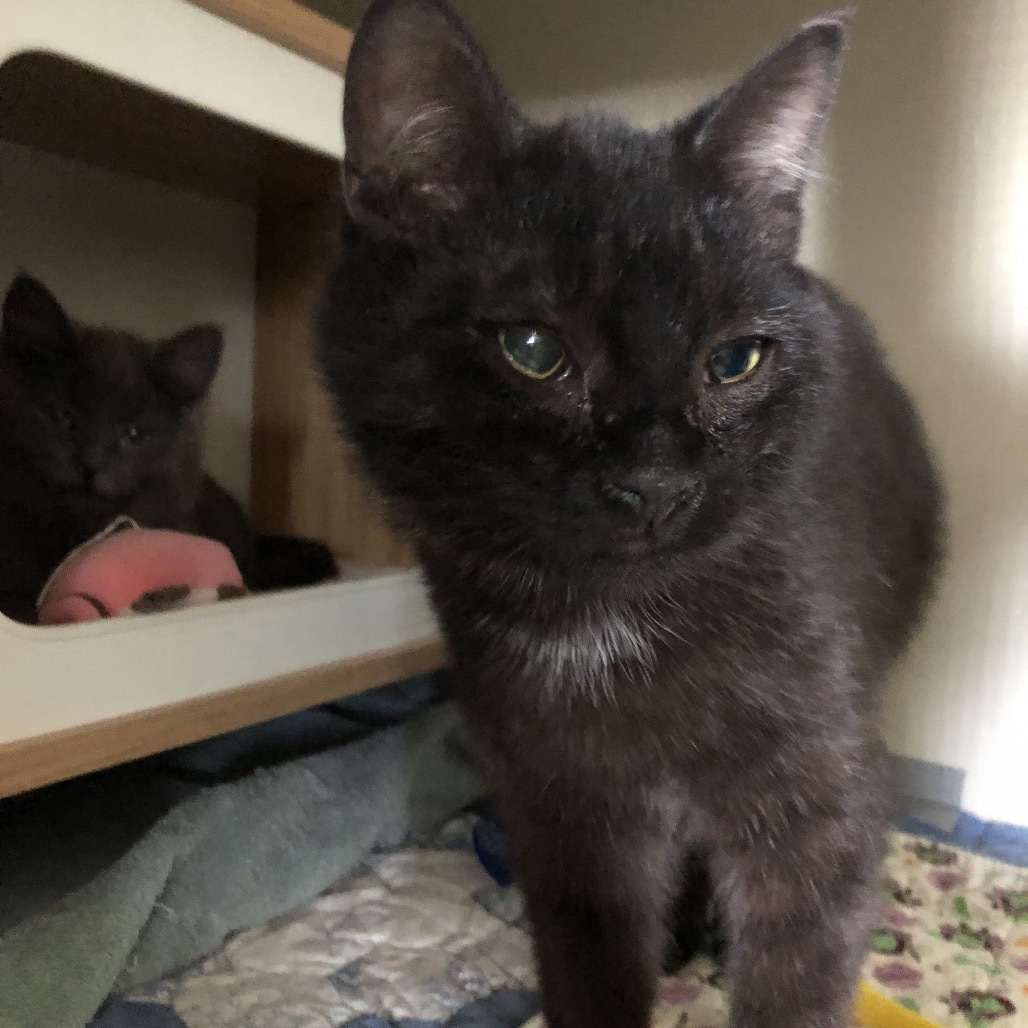 River, an adoptable Domestic Short Hair in Baker City, OR, 97814 | Photo Image 1