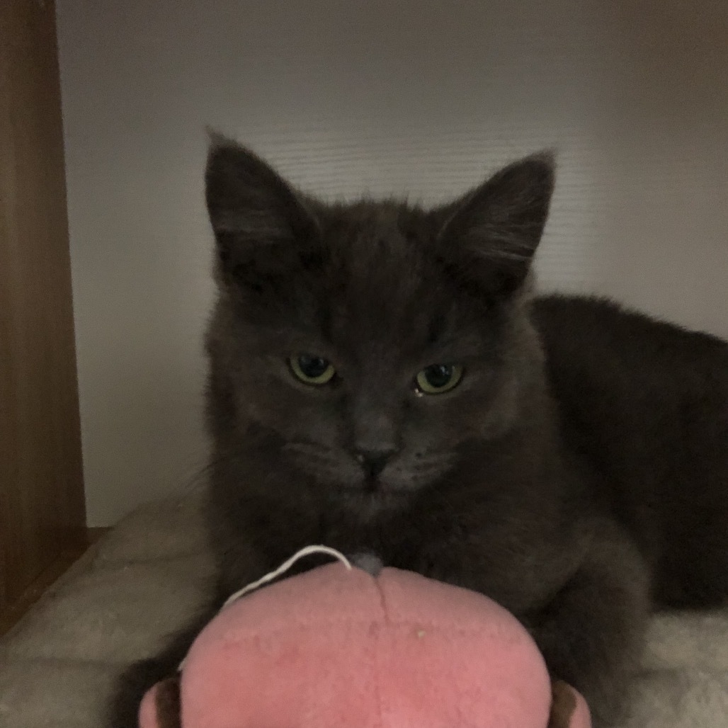 Asher, an adoptable Domestic Short Hair in Baker City, OR, 97814 | Photo Image 1